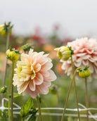 dahlia Giovanna, dekorativ med blomster i lys varmrosa til krem og gyllent. Perfekt til snitt