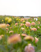 Georgine Hapet Compo - pompomgeorgine i myke pasteller med varme toner og fiolett