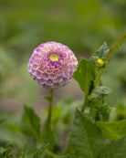 Hapet Compo georgine - pompom dahlia i varme pasteller med stor fargevariasjon