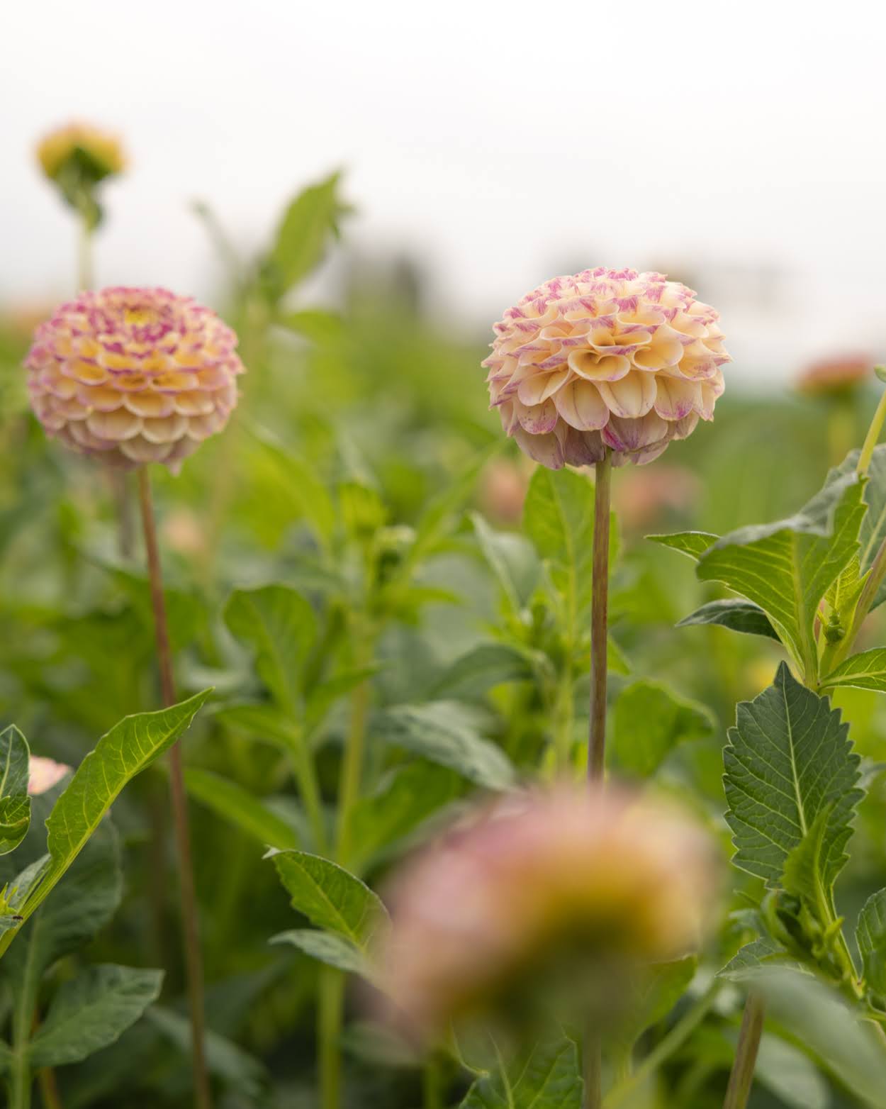 Dahlia Hapet Compo - pompomgeorgine i varme pasteller, perfekt som snittblomst