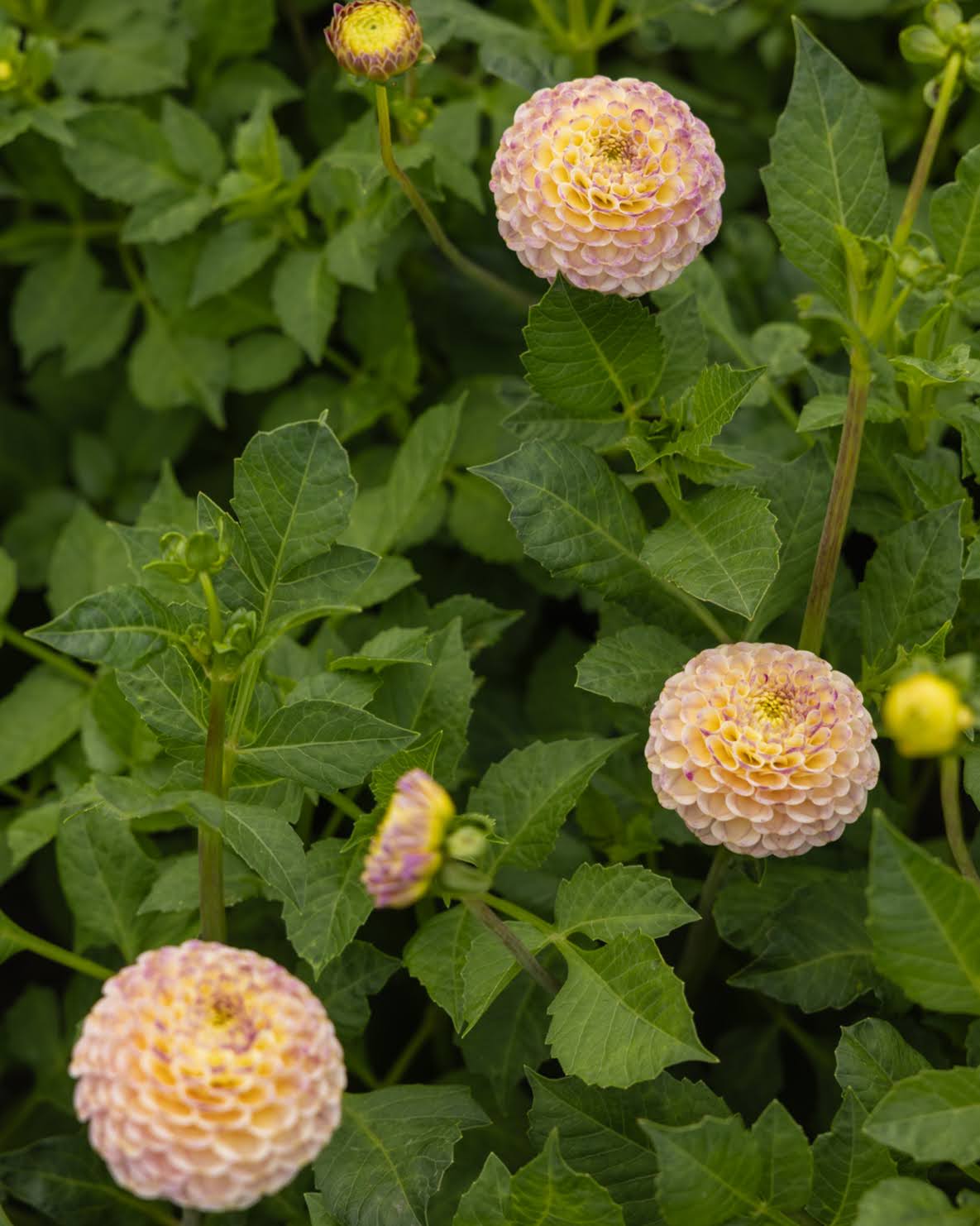 Georgine Hapet Compo knoller - pompomgeorgine med myke pastelltoner og fiolett