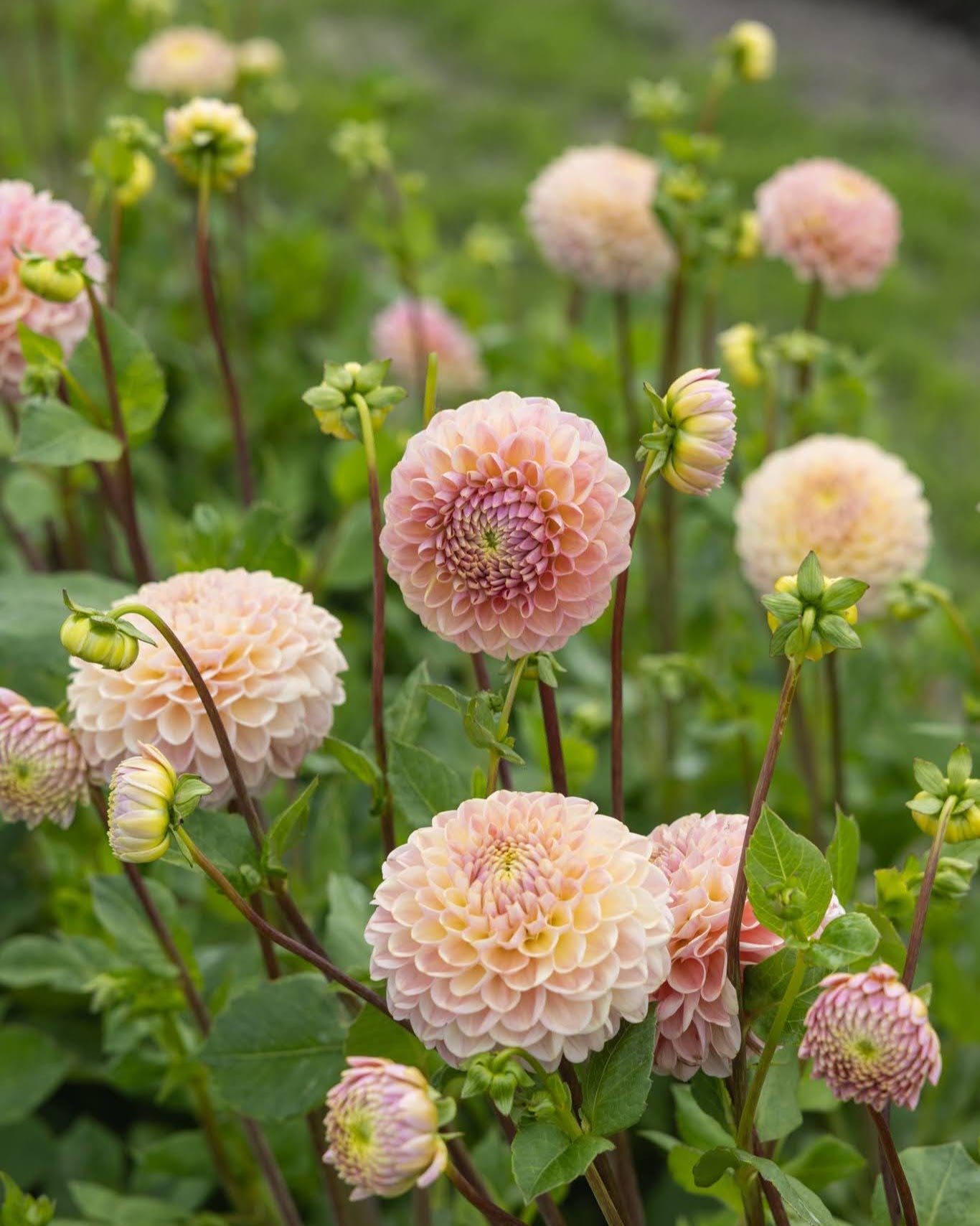 Dahlia Hapet Pastel - nærbilde av dekorativ georgine med sarte pastelltoner og myke overganger