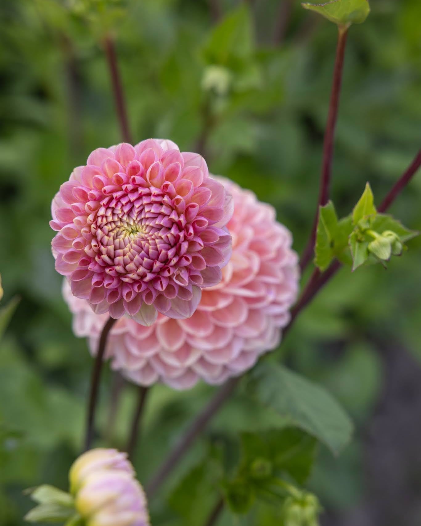 Hapet Pastel georgine - dekorativ dahlia i rosa, fersken og aprikos pasteller