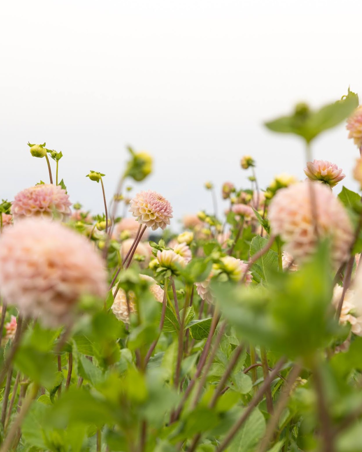 Georgine Hapet Pastel knoller - dekorativ snittblomst i myke pastelltoner