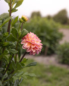 Dahlia Hapet Pastel - dekorativ georgine med nydelig fargespill i sarte pasteller