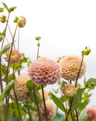 Georgine Hapet Pastel - dekorativ georgine i myke pasteller med rosa, fersken og krem