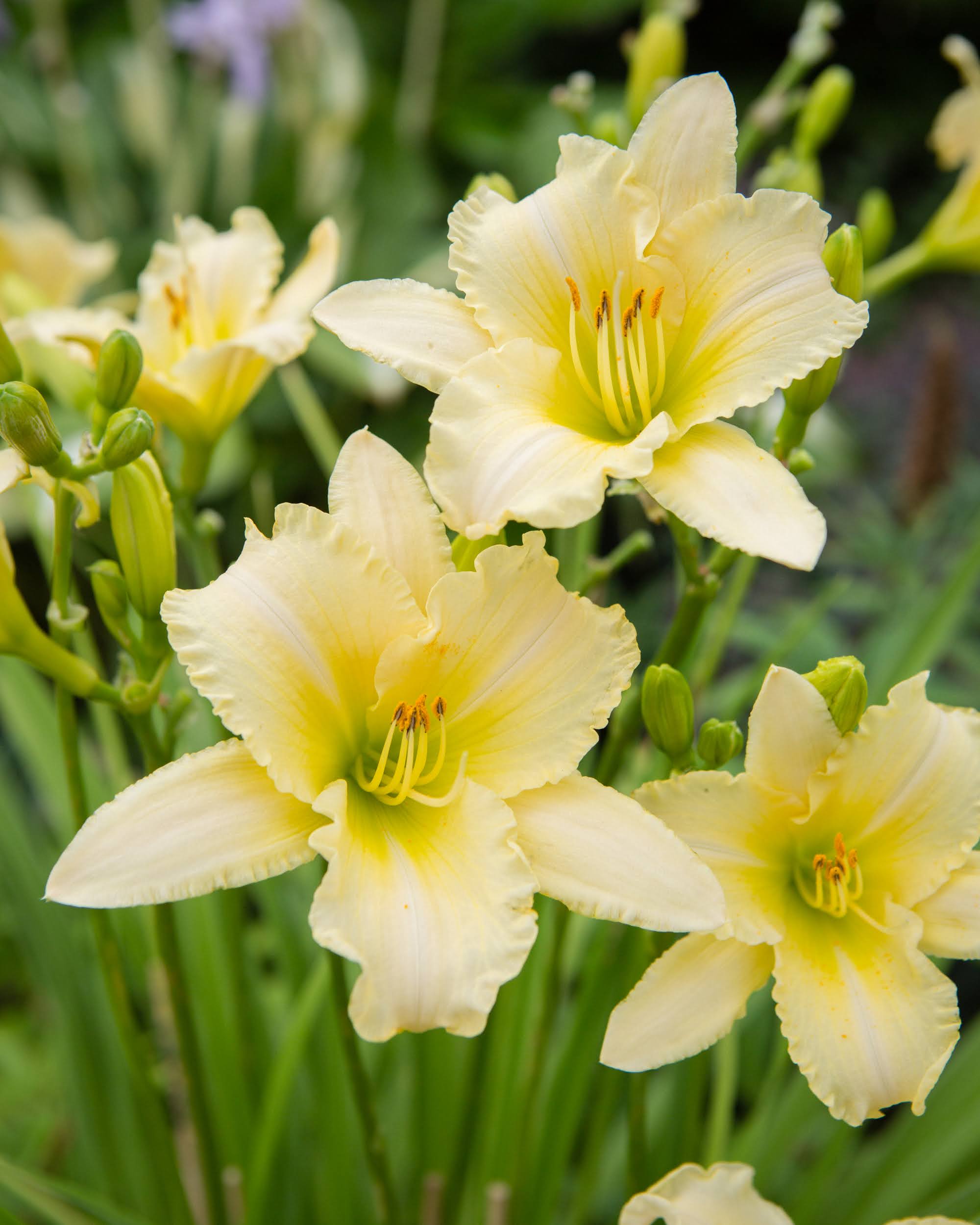 Daglilje henerocallis everyday creamy yellow med myke kremgule blomster