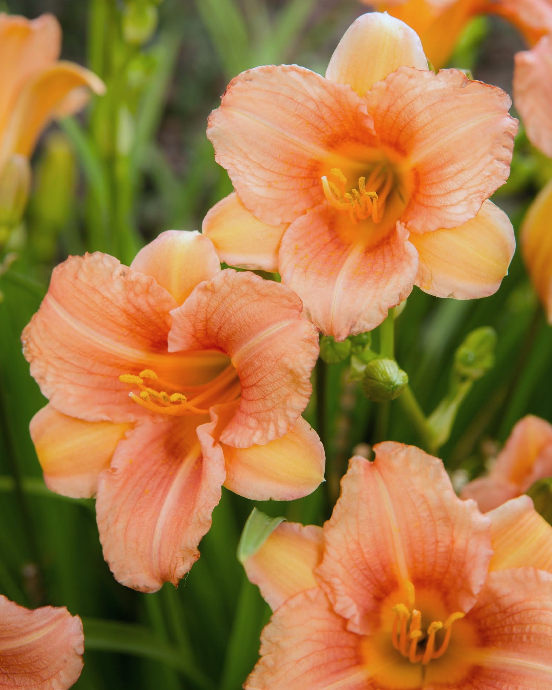 daglilje hemerocallis everydaylily Pink Wing