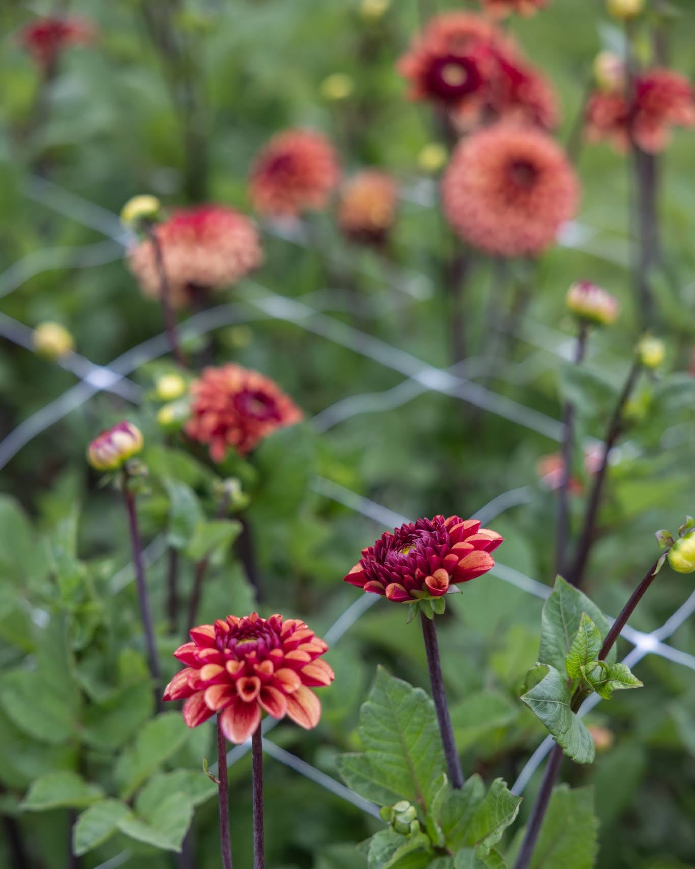 Dahlia High Fidelity - nærbilde av ballgeorgine med gylne kronblad og røde baksider