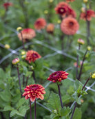 Dahlia High Fidelity - nærbilde av ballgeorgine med gylne kronblad og røde baksider