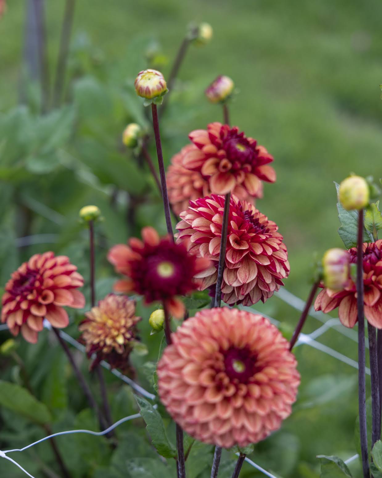 High Fidelity georgine - ball dahlia i deilige høstfarger med gyldne og brente toner