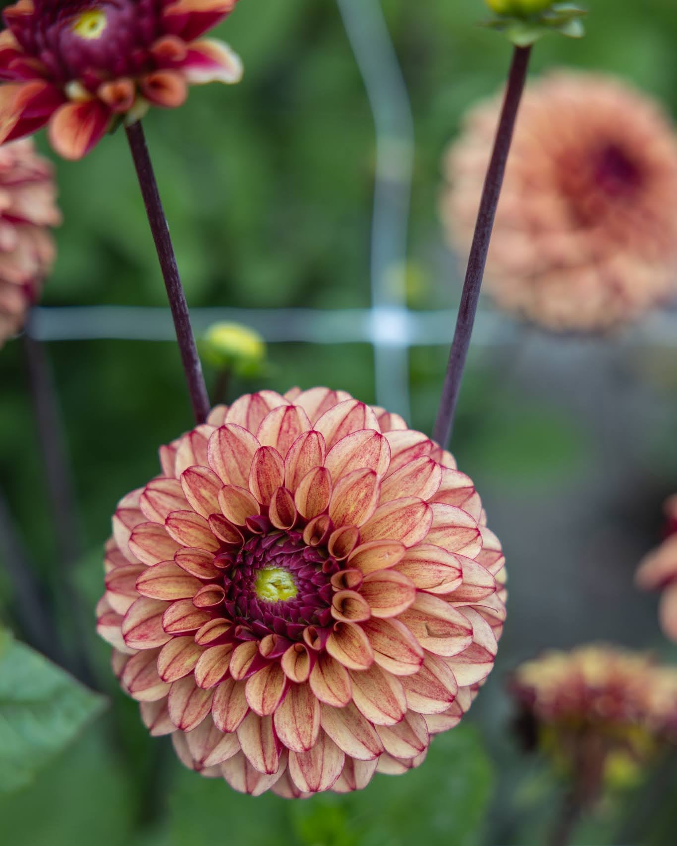 Dahlia High Fidelity - ballgeorgine i høstfarger, perfekt som snittblomst