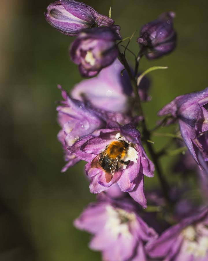 Humle besøker Ridderspore Astolat blomster - insektsvennlig flerårig plante