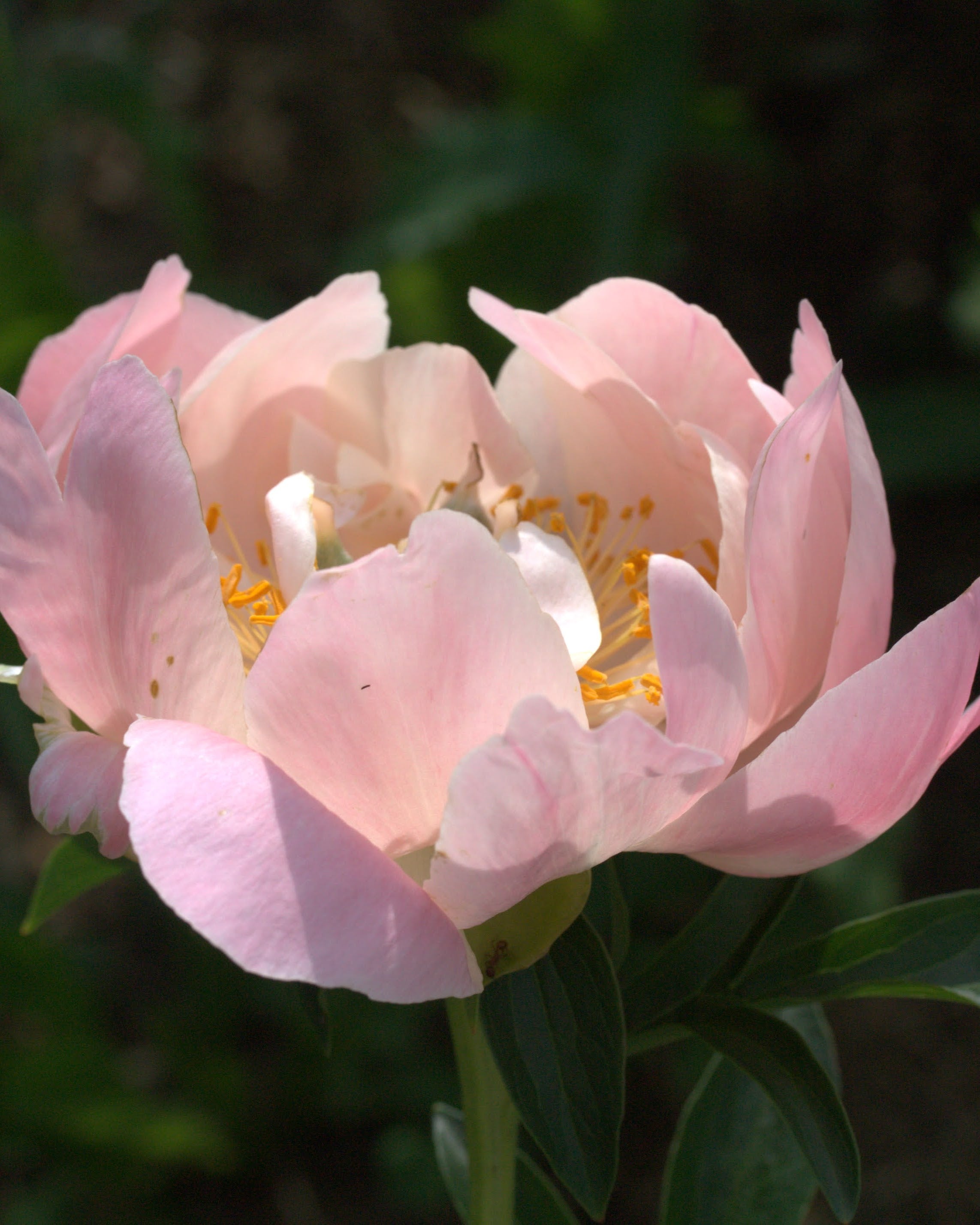 Pion Coral Charm - semidobbel staudepion med intens korallrosa blomster