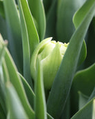 Tulipan White Valley – lukket knopp i kremhvitt med elegante grønne striper på ytre kronblad