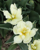 Tulipan White Valley – fullt åpen peonlignende blomst i lyst kremhvitt med grønne tegninger