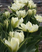 Tulipan White Valley – kraftig stengel med stor fylt blomst, høyde ca. 40–45 cm