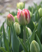 Tulipan Verona Sunrise – lukket knopp i sterk rosa som skjuler en overraskende fargereise