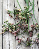 Honningløk Allium nectaroscordum – nærbilde av særpregede klokkeformede blomster med varmt fargespill