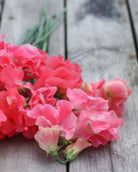 Erteblomst Tara i hagen med korallrosa blomster