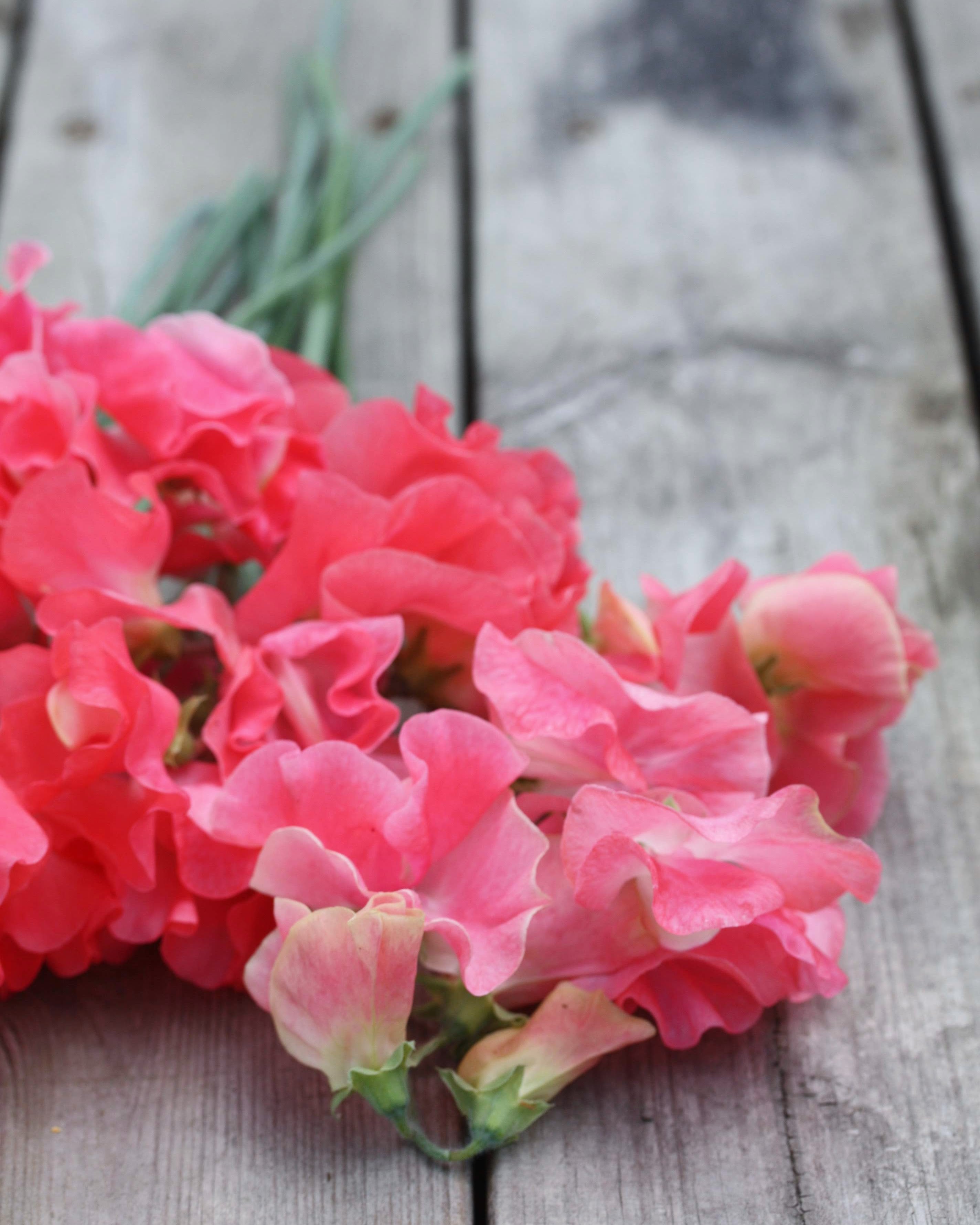 Erteblomst Tara i hagen med korallrosa blomster