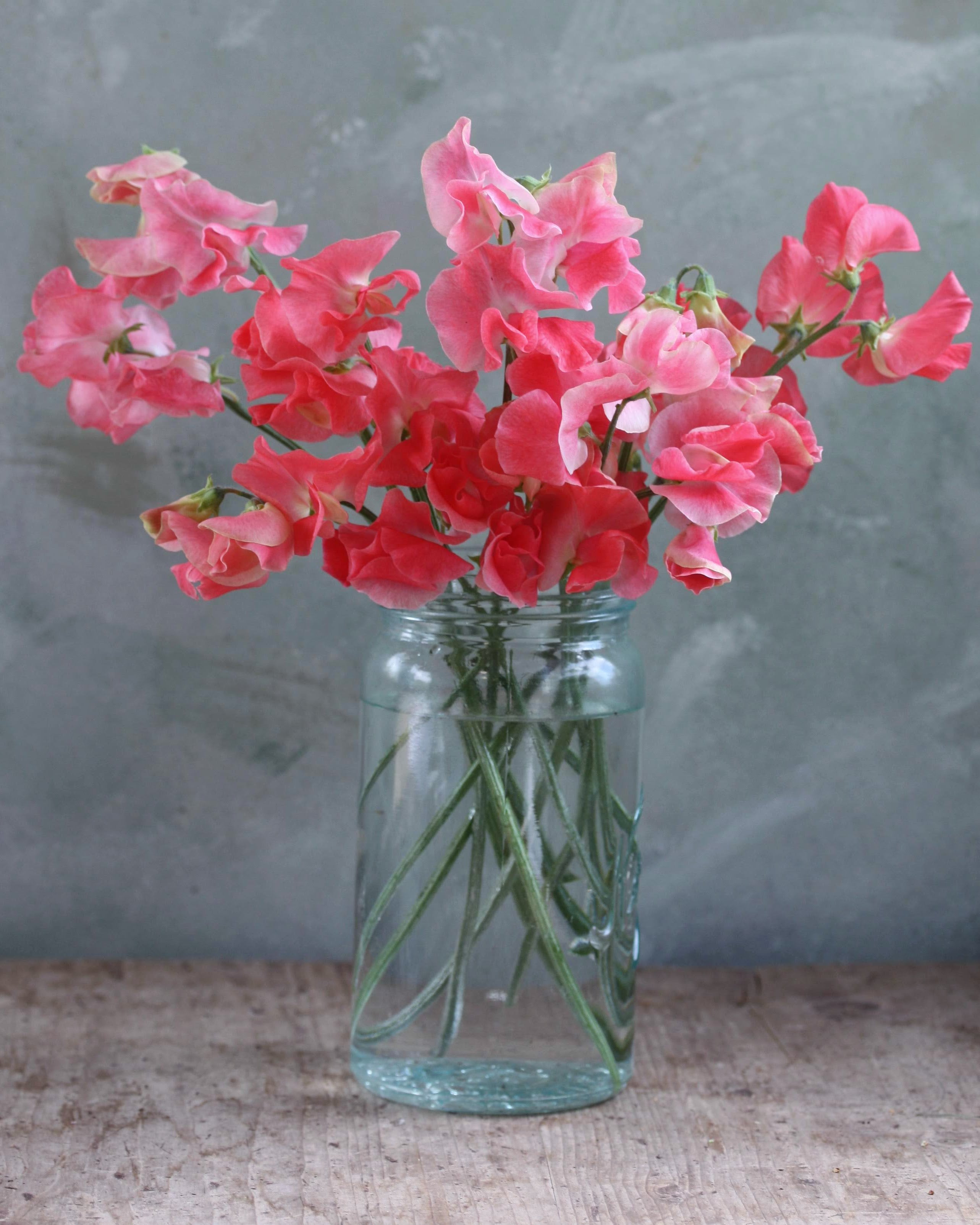 Erteblomst Tara med store blomster i korallrosa