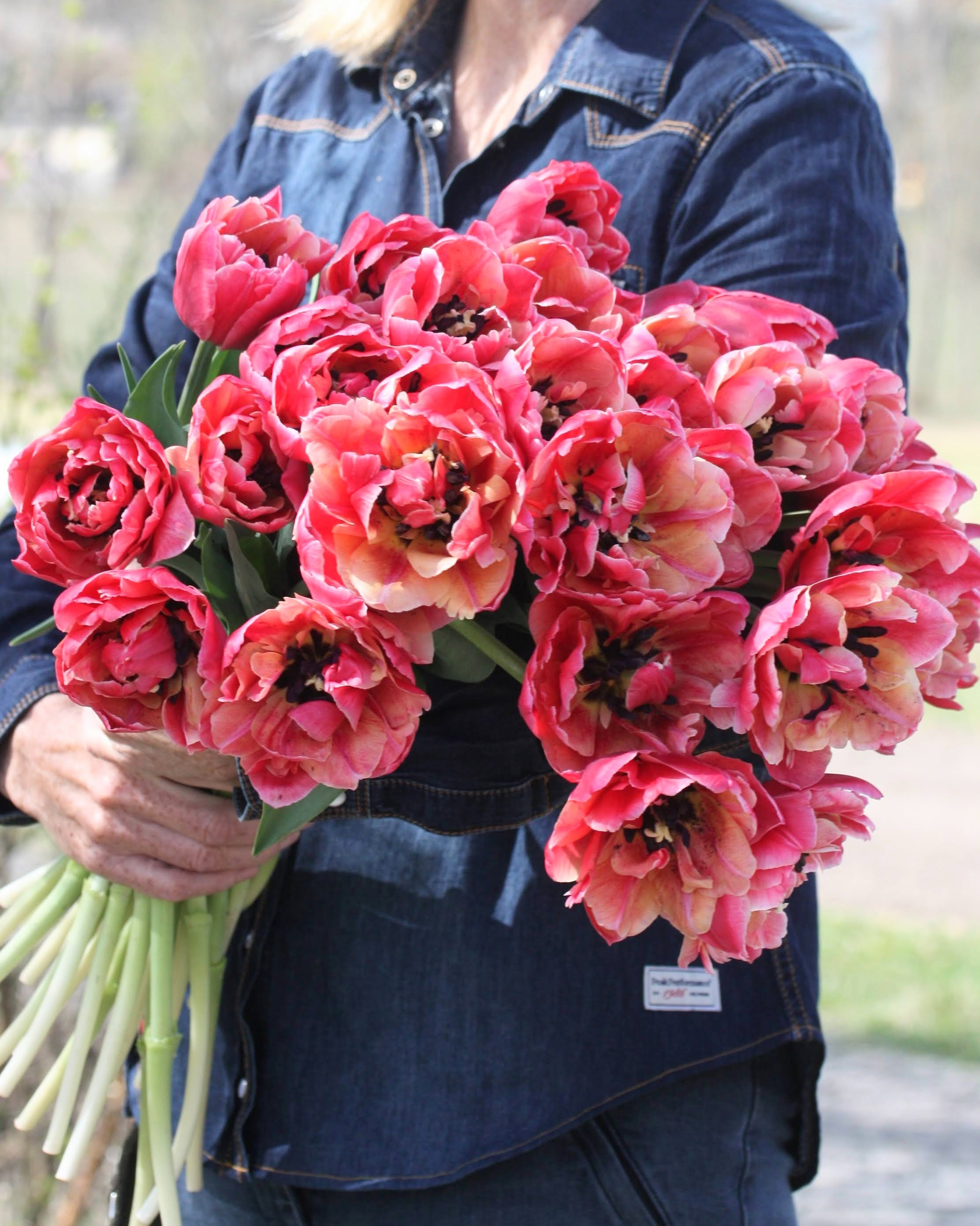 Tulipan Verona Sunrise – fullt åpen fylt blomst med rikt fargespill i rosa, fersken og korall