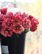Tulipan Verona Sunrise – sterk rosa ytterside mot varme indre toner, høyde ca. 40–45 cm