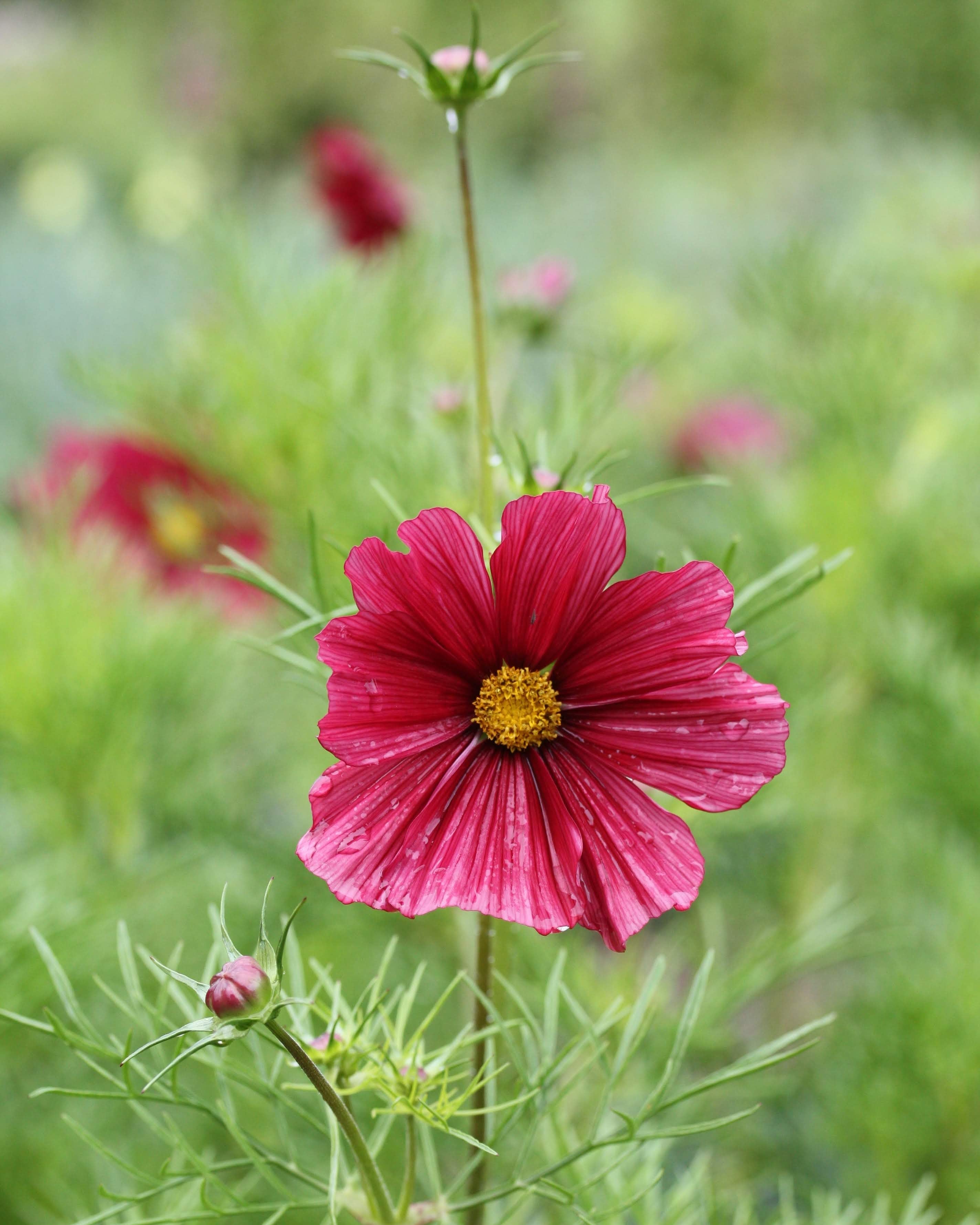 Cosmos Rubenza frø - ettårig blomsterfrø med bringebærrøde blomster