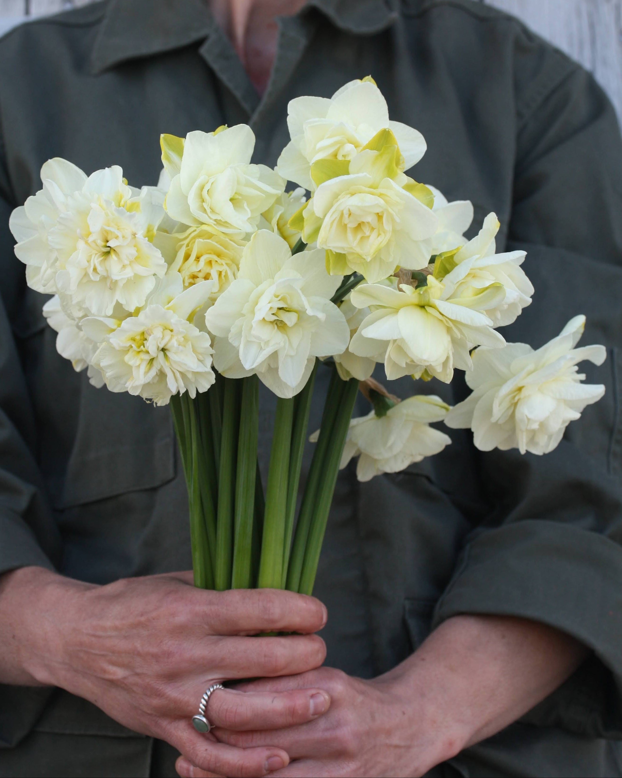Narciss Obdam – fullt åpen fylt blomst som lysner til hvitt etter hvert som den utvikler seg
