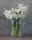Narciss Thalia – stilk med opptil tre renhvite blomster som gir god volumeffekt