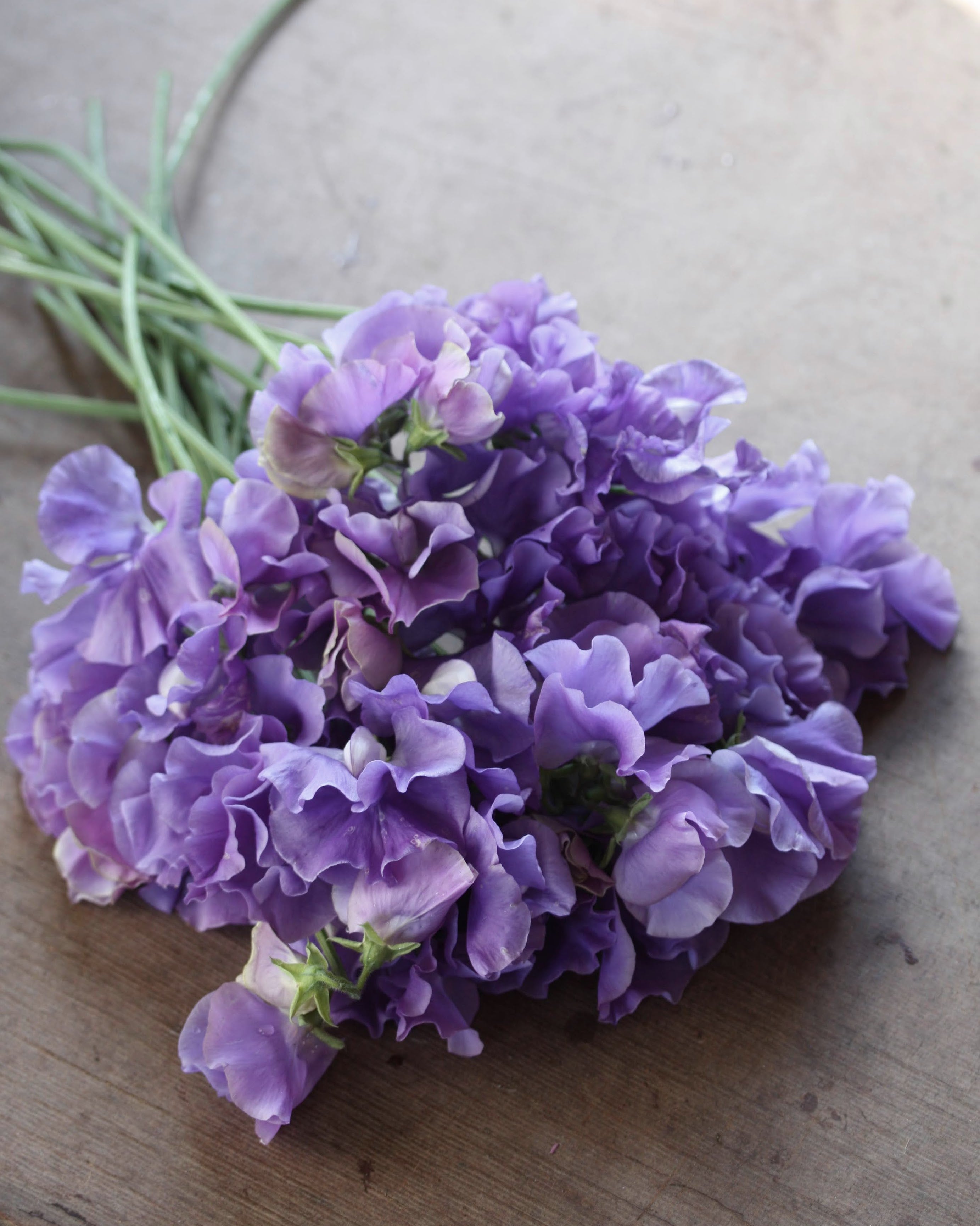 Erteblomst Noel Sutton som snittblomst - mørke lilla blomster i bukett