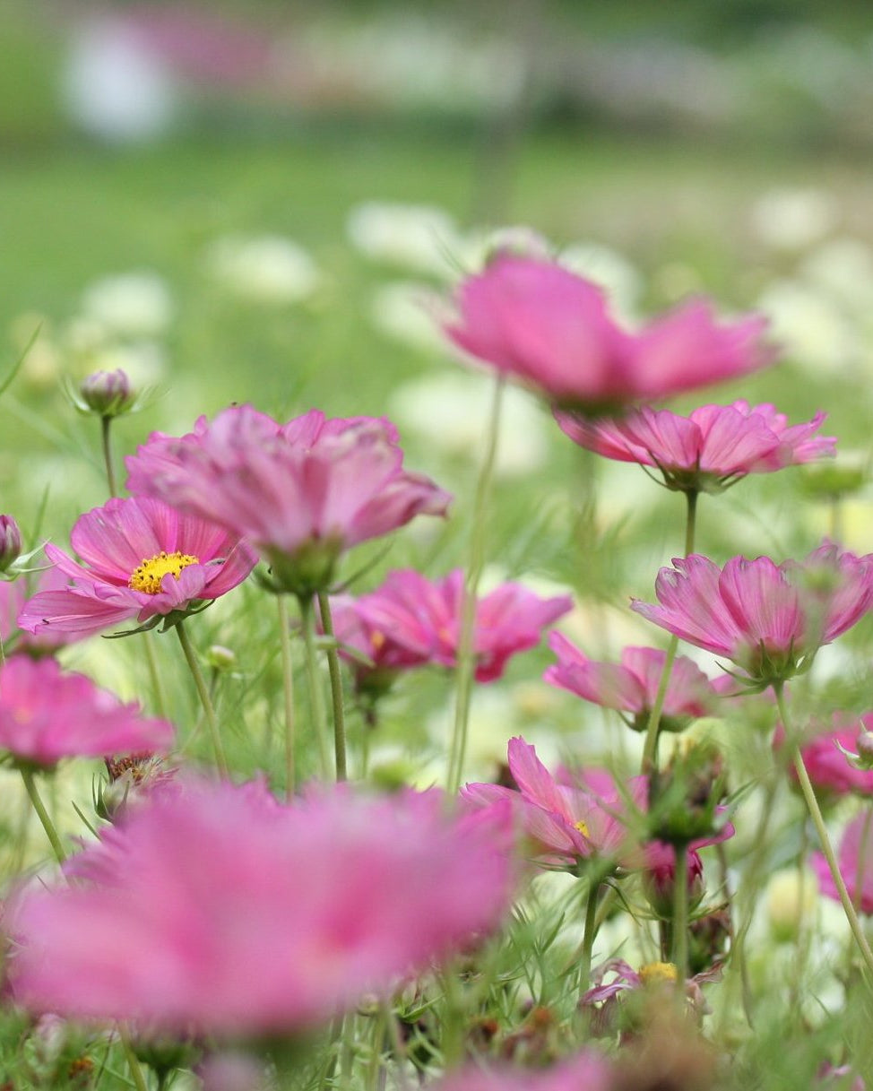 Cosmos Xenia blomster i variasjoner av rosa og fersken