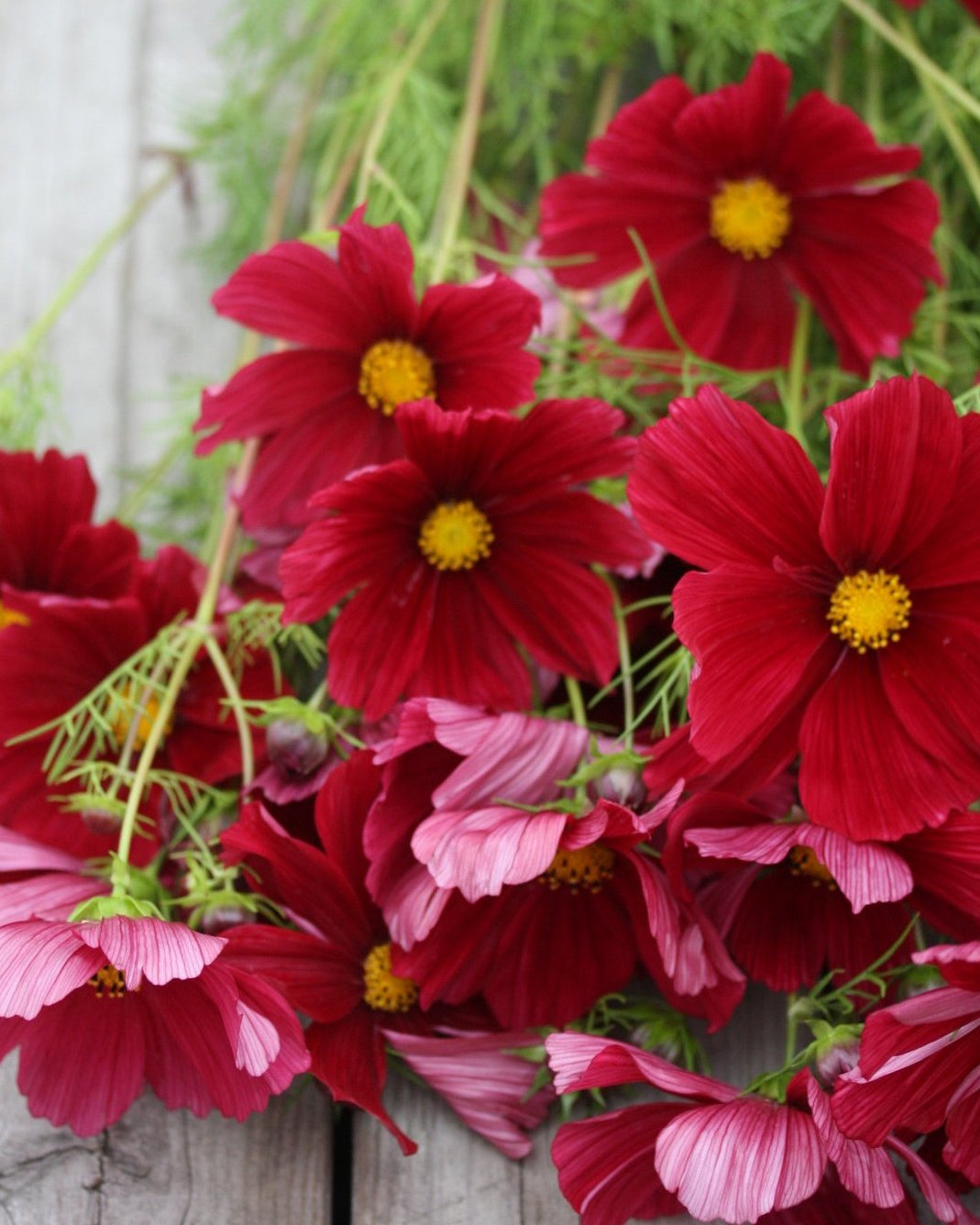 Cosmos Rubenza buketter med lange stilker