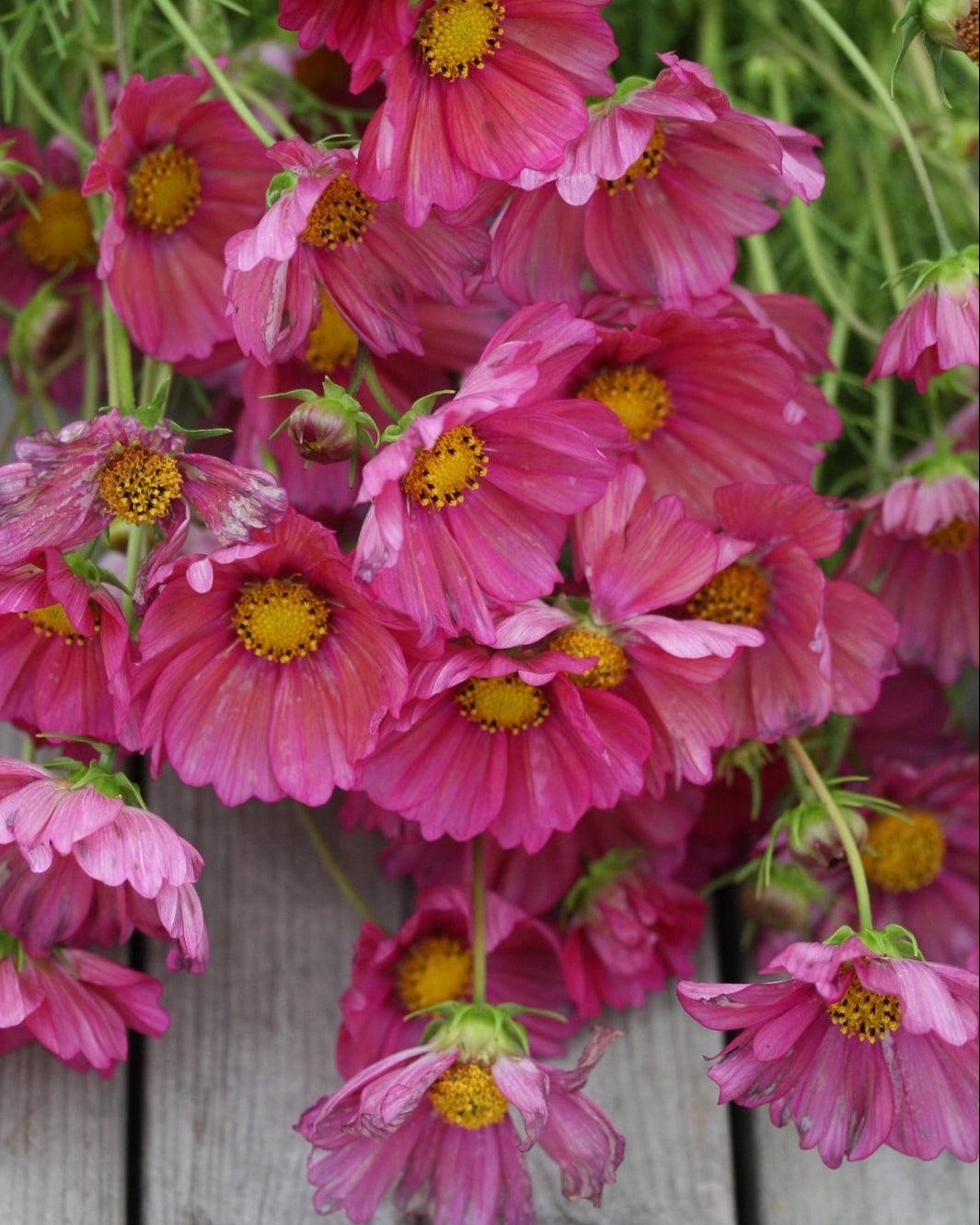 Cosmos Xenia plante med rikelig blomstring i cerise og rosa