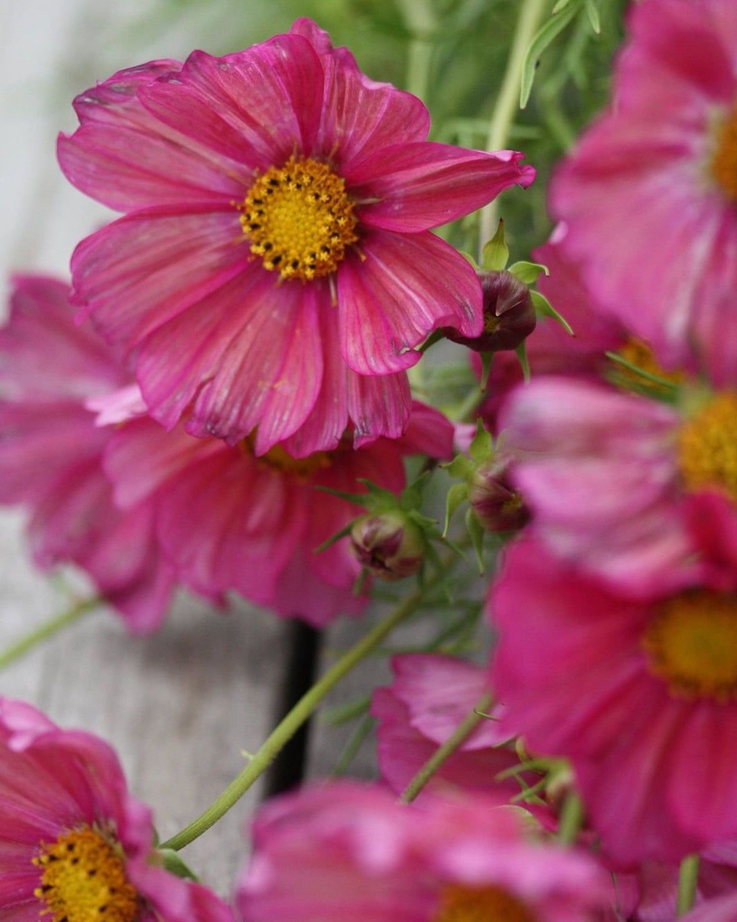 Cosmos Xenia blomster i varme rosa og fersken nyanser