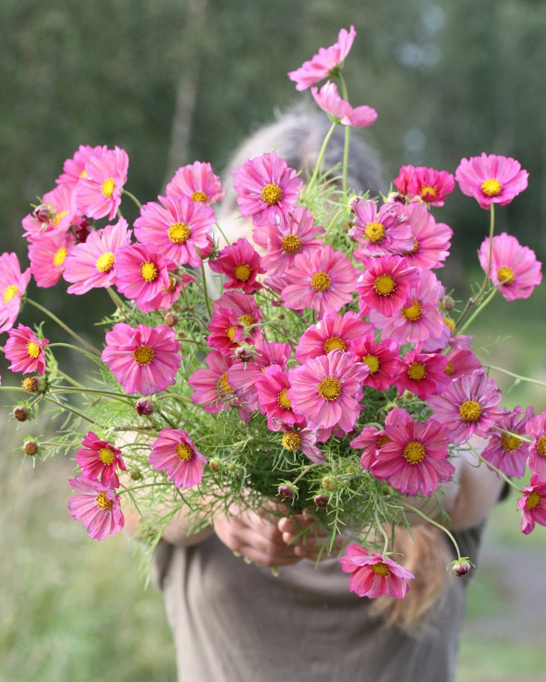 Cosmos Xenia med cerise-rosa blomster i hagen