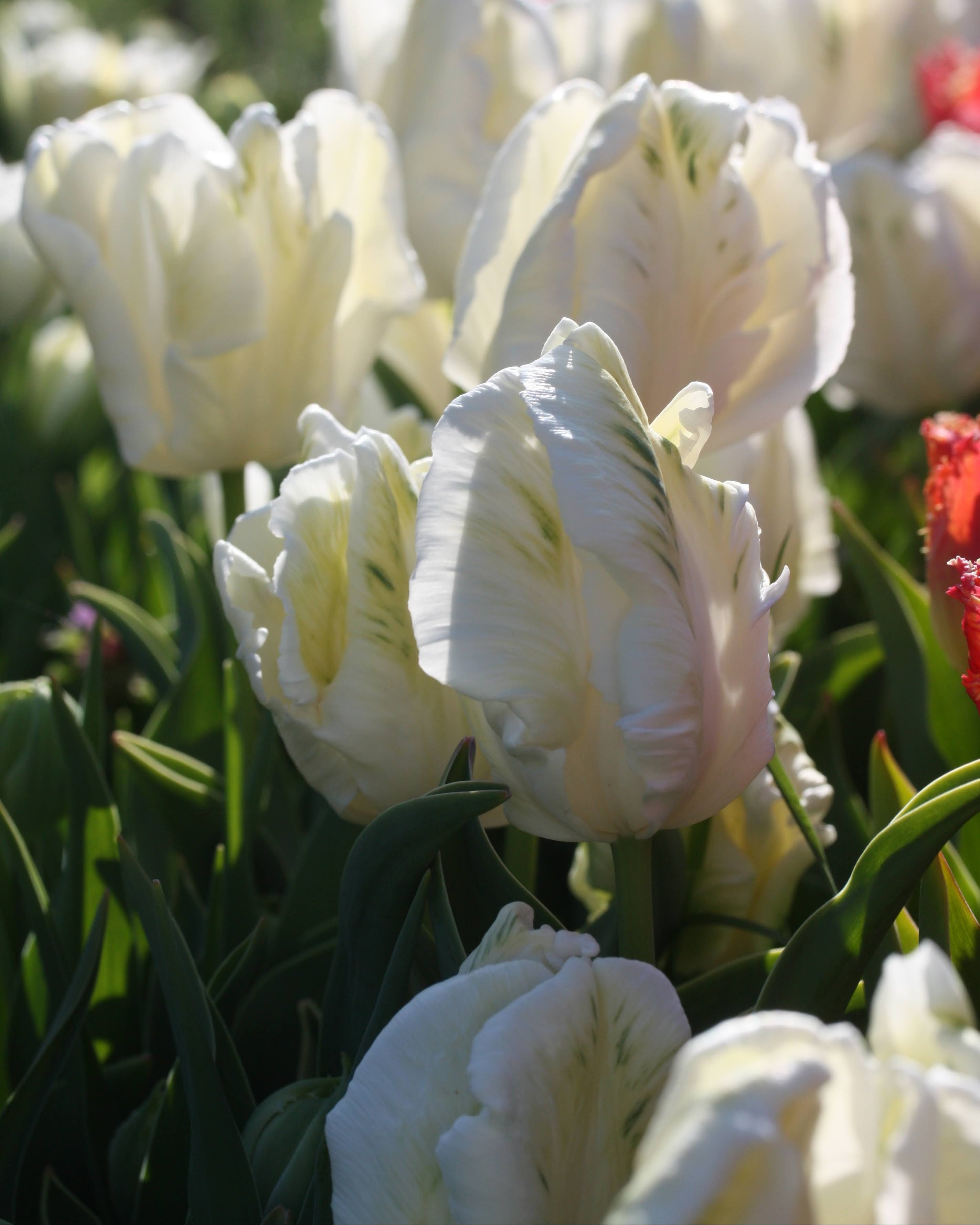Tulipan Super Parrot – nærbilde av vridde og bølgende hvite kronblad med grønne innslag