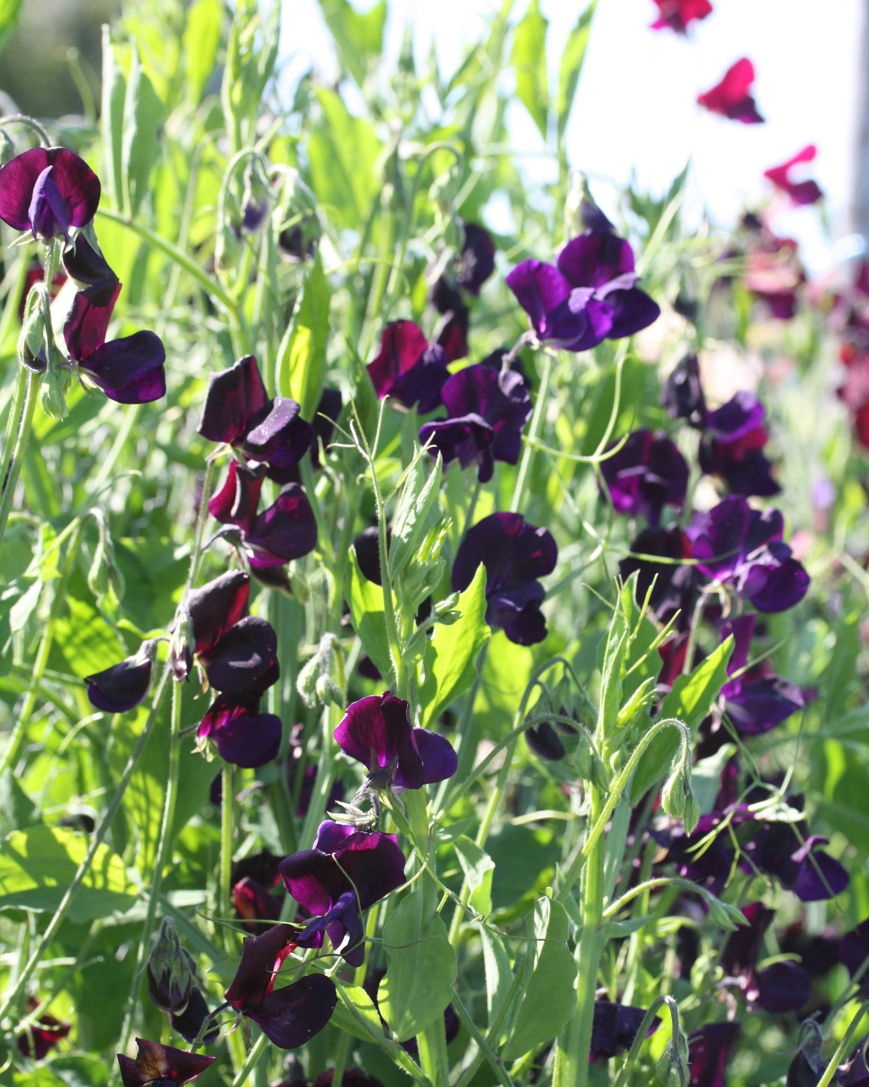 Erteblomst Midnight med dype mørke blomster i nesten svart-fiolett