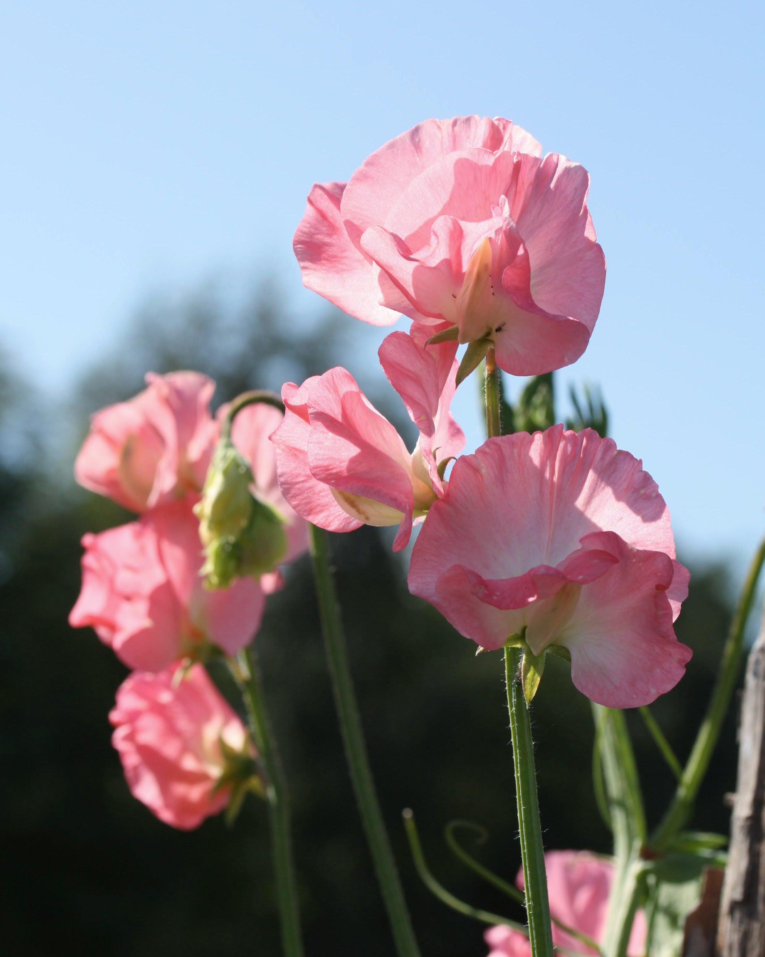 Erteblomst Tara - nærbilde av korallrosa erteblomster