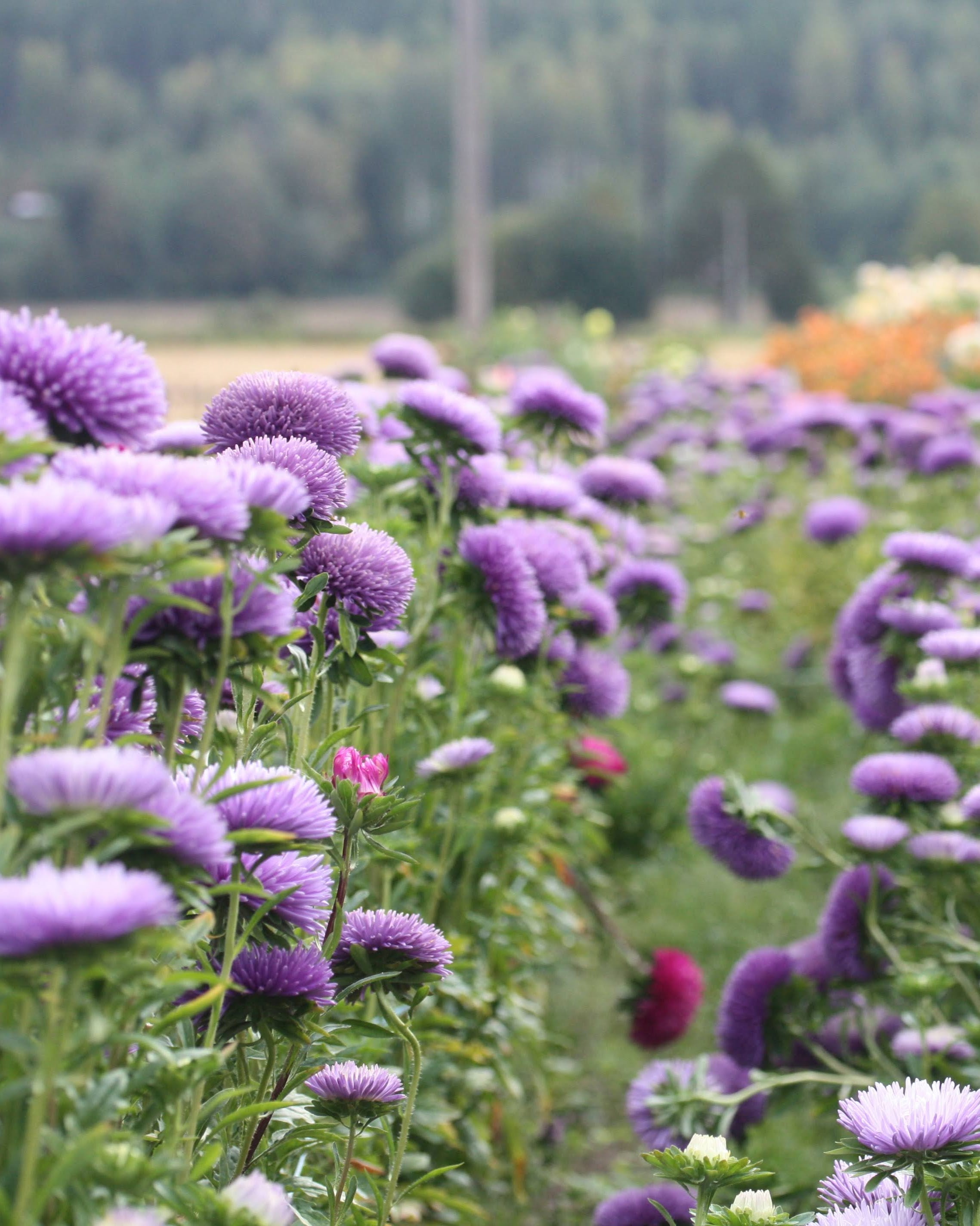Kina asters Gala Lavender blomster i vakker lavendelblå farge