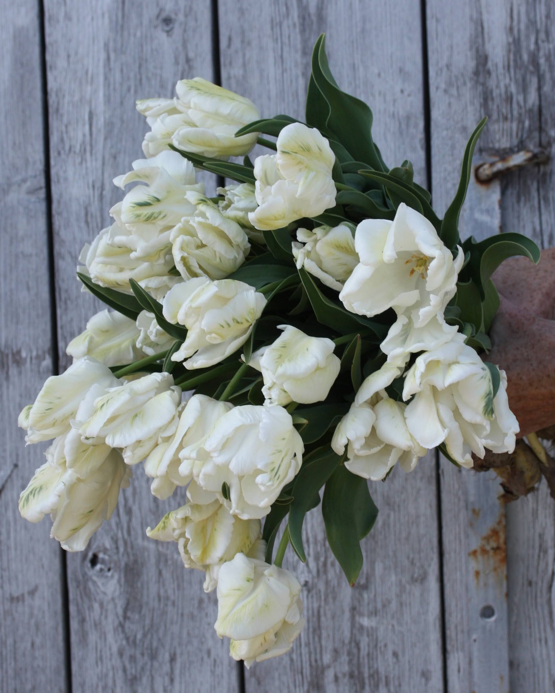 Tulipan Super Parrot – fullt åpen enorm kritthvit papegøyeblomst med dramatisk uttrykk