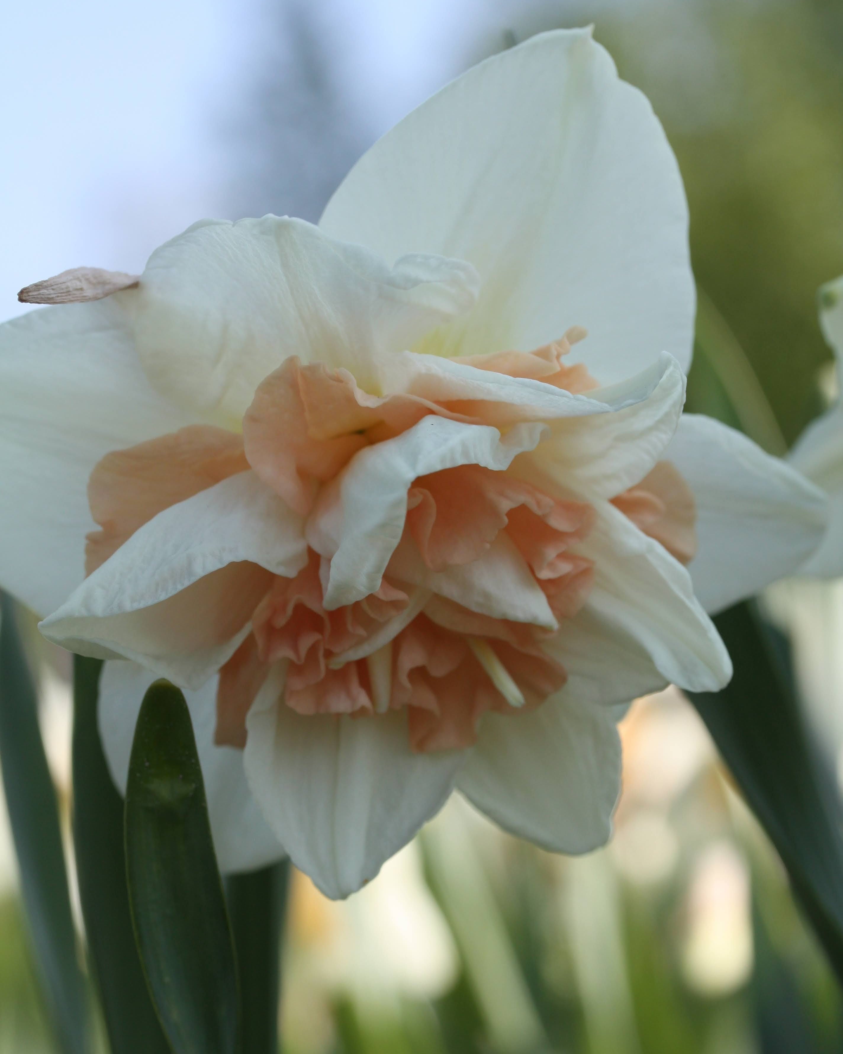 Narciss Delnashaugh – blomst på stengel, høyde ca. 30 cm, midt i narcissesongen