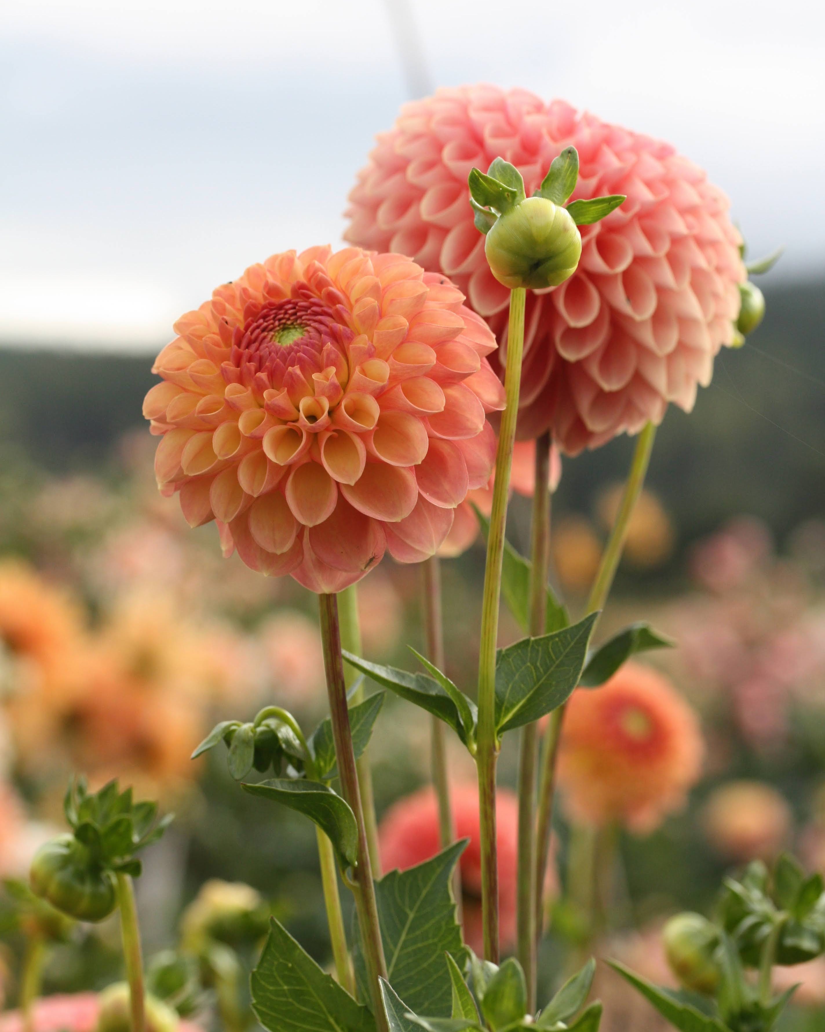 Georgine Moderato - ballgeorgine med perfekt formede blomster i bringebærrosa og ferskengult

