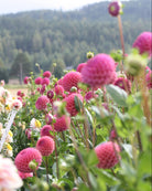 georginen caitlins joy i hagen, med lange sterke stengler