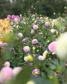 Georgine Maaike - dekorativ georgine perfekt som snittblomst