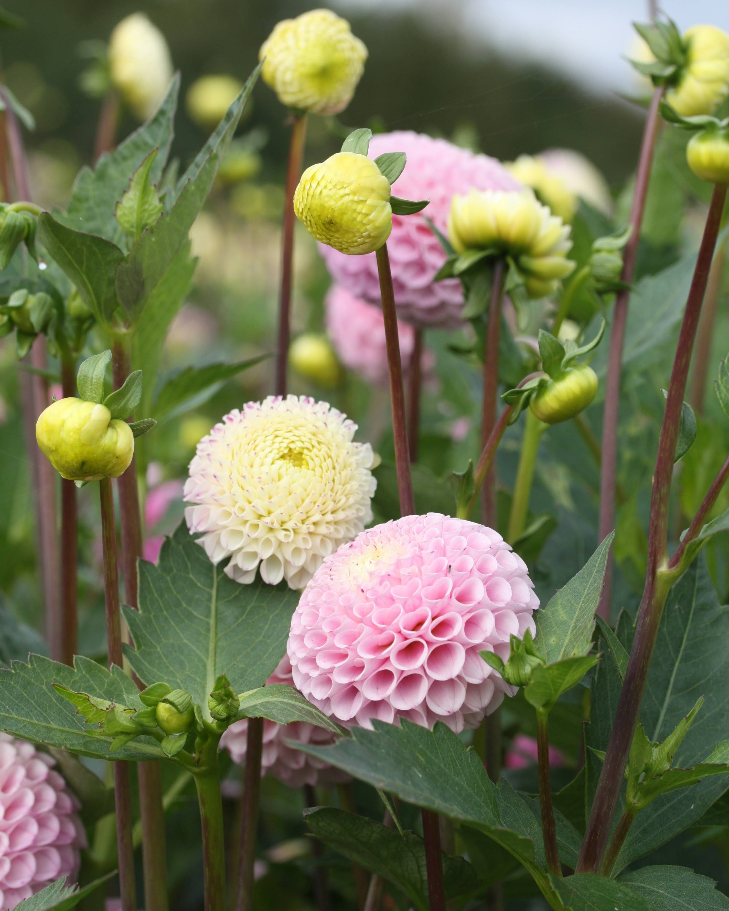 Georgine Maaike dekorativ blomst i hagen