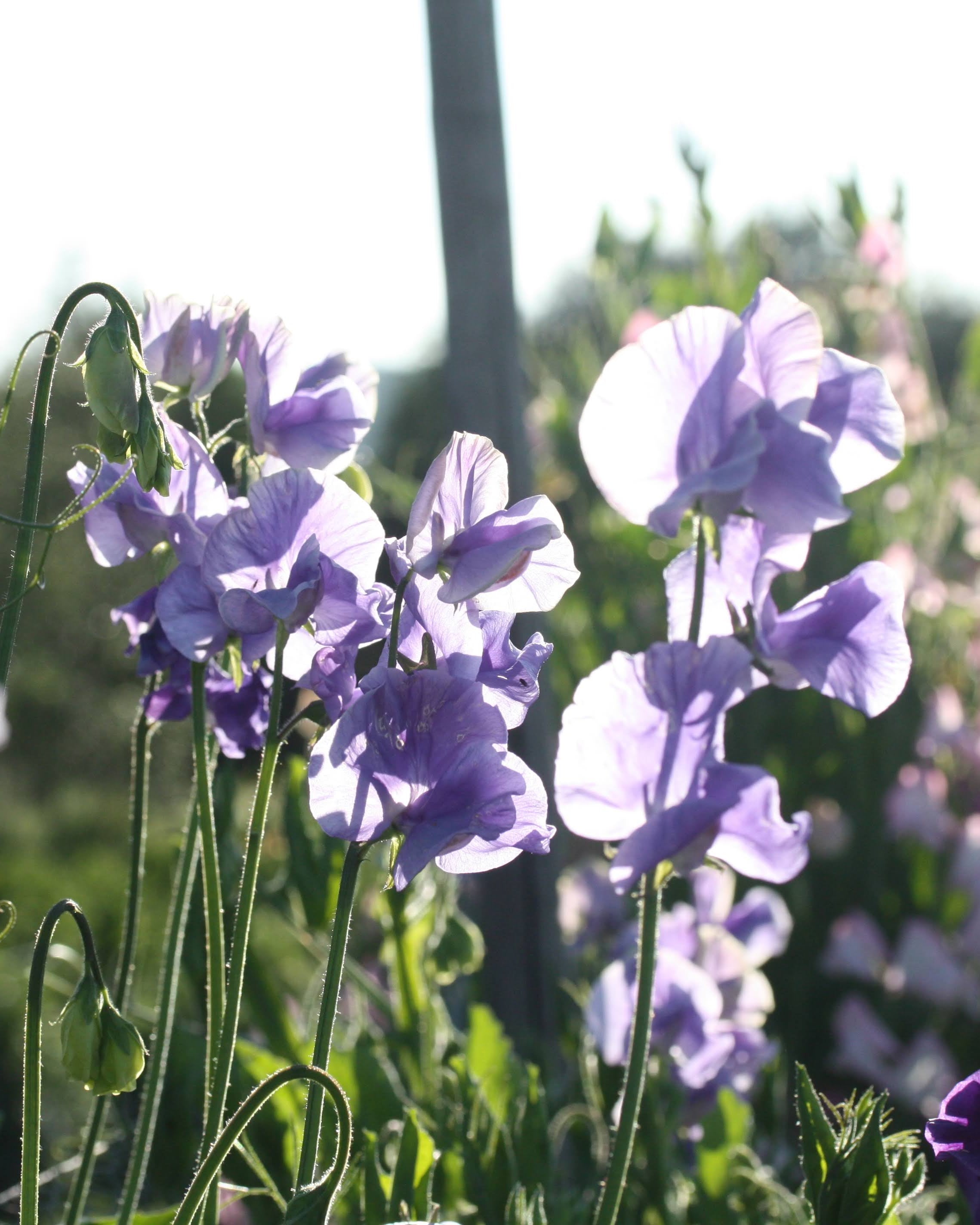 Erteblomst Noel Sutton klatreplante med rike lilla blomster