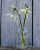 Narciss Thalia – duftende sen narciss i hagebed, høyde ca. 30–40 cm
