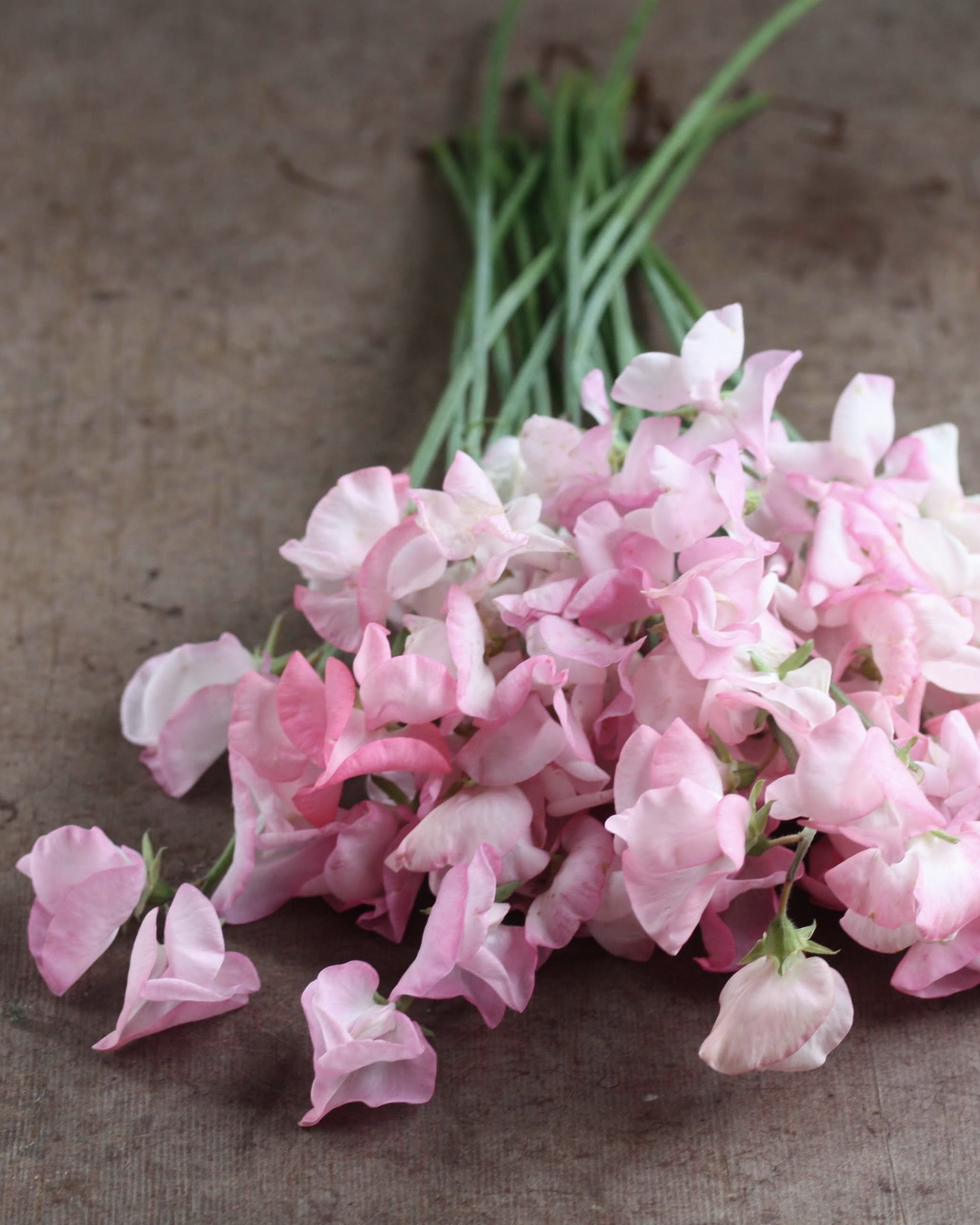 Nærbilde av Erteblomst Prima Donna med karakteristisk lys rosa fargetone